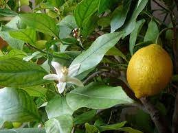 Amazing Health Benefits of Lemon Leaves